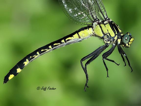 Photo of Splendid Clubtail