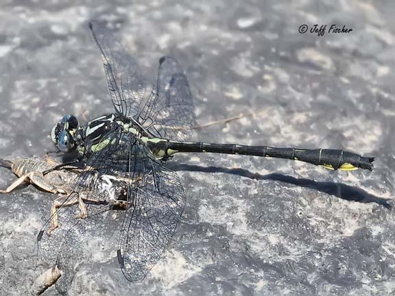 Photo of Rapids Clubtail