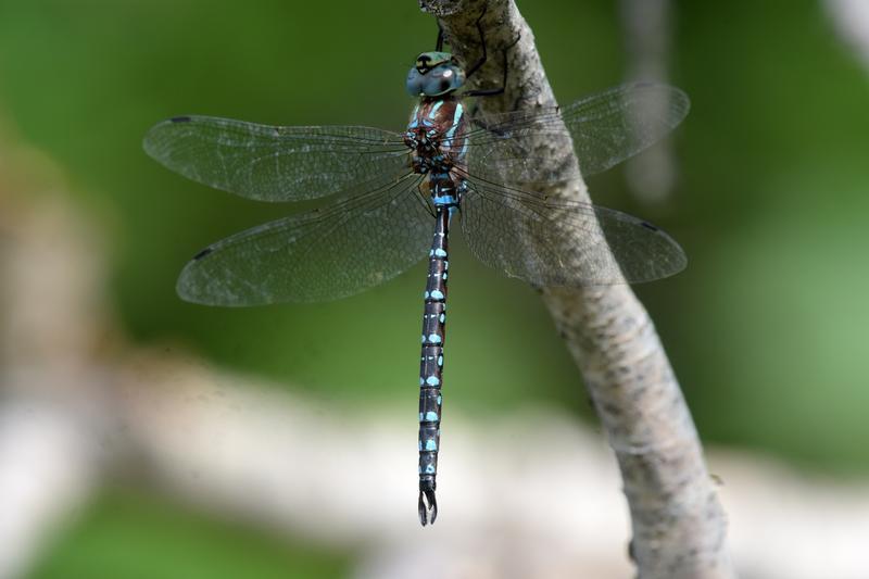 Photo of Black-tipped Darner