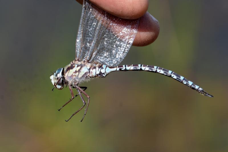 Photo of Mottled Darner