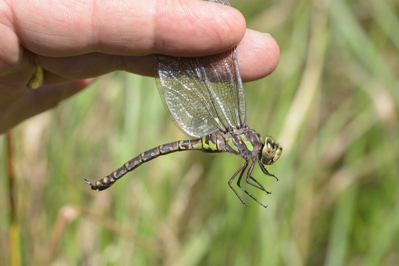 Photo of Canada Darner