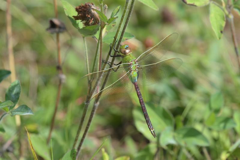 Photo of Common Green Darner