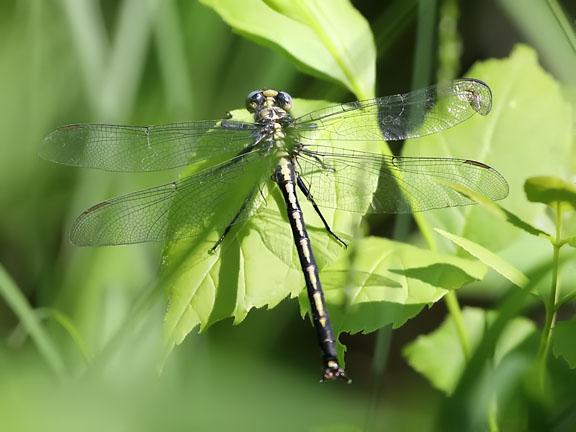 Photo of Horned Clubtail