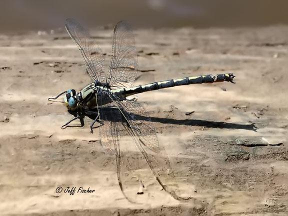 Photo of Horned Clubtail