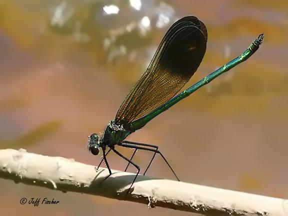 Photo of River Jewelwing