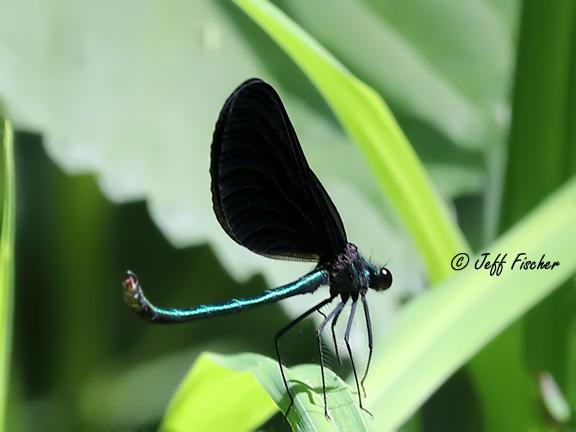 Photo of Ebony Jewelwing