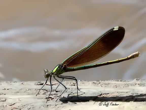 Photo of River Jewelwing