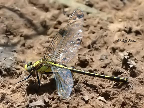 Photo of Black-shouldered Spinyleg