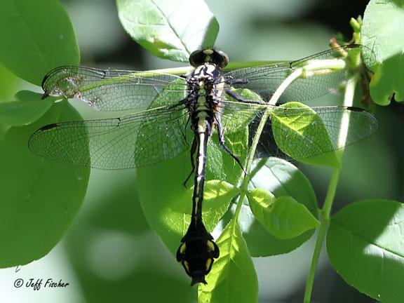 Photo of Skillet Clubtail