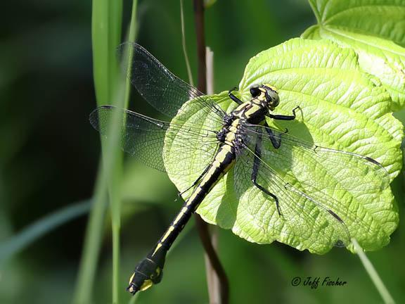 Photo of Skillet Clubtail