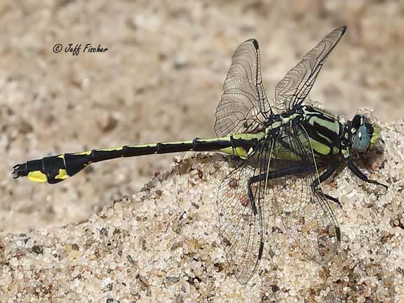 Photo of Midland Clubtail