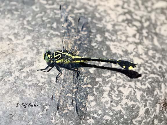 Photo of Cobra Clubtail