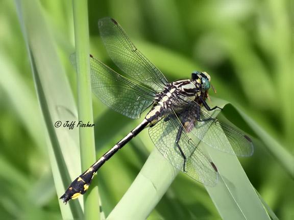 Photo of Midland Clubtail