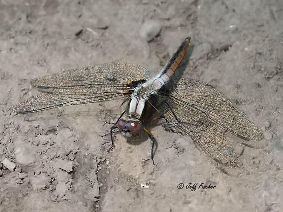 Photo of Chalk-fronted Corporal