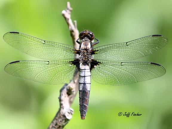 Photo of Chalk-fronted Corporal