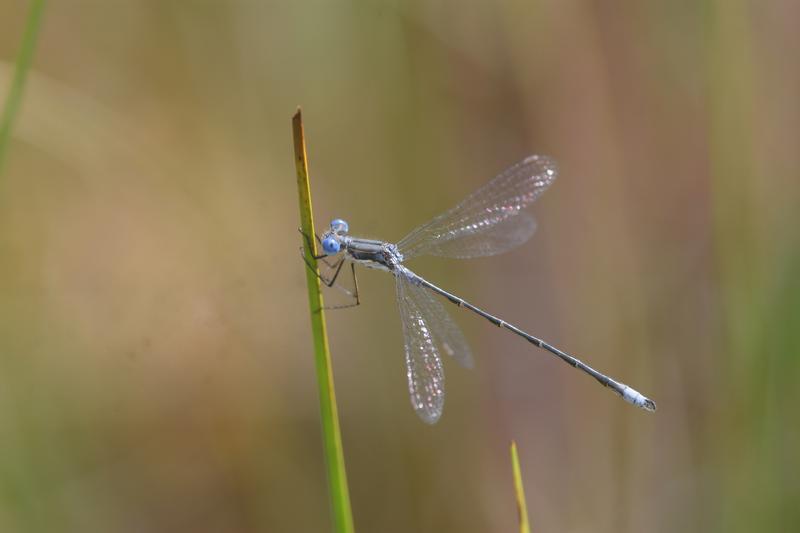 Photo of Spotted Spreadwing