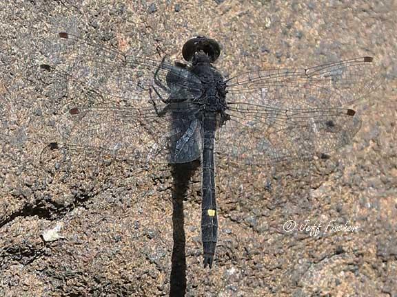 Photo of Dot-tailed Whiteface