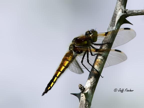 Photo of Four-spotted Skimmer