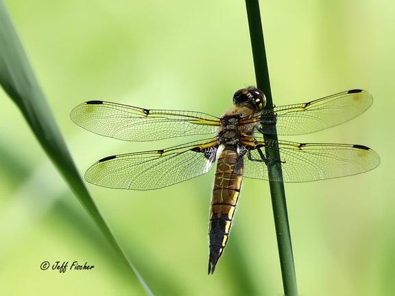 Photo of Four-spotted Skimmer