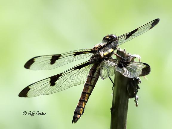 Photo of Twelve-spotted Skimmer