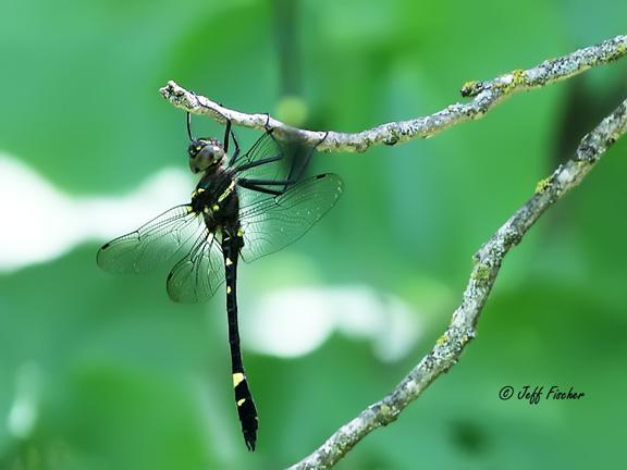 Photo of Swift River Cruiser (Illinois River Cruiser ssp.)