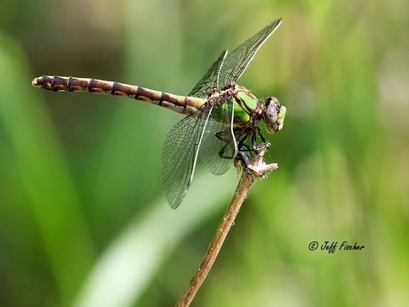 Photo of Sioux Snaketail