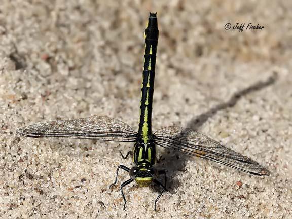 Photo of Rapids Clubtail