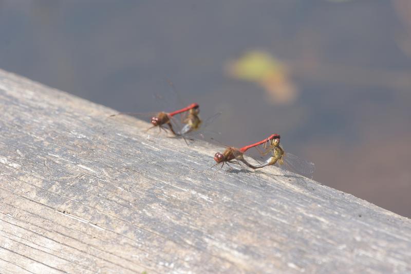 Photo of Autumn Meadowhawk