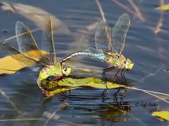 Photo of Common Green Darner