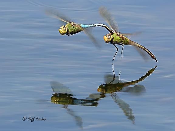 Photo of Common Green Darner