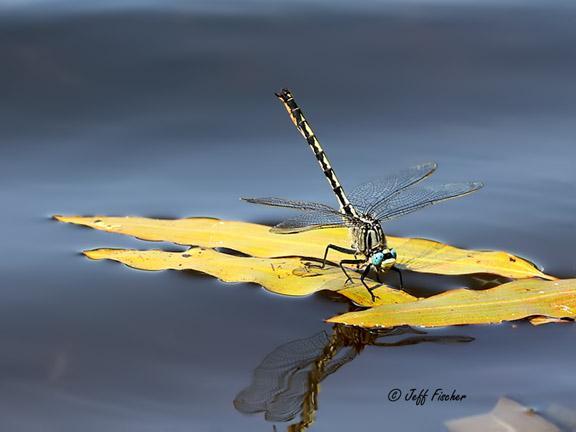 Photo of Horned Clubtail