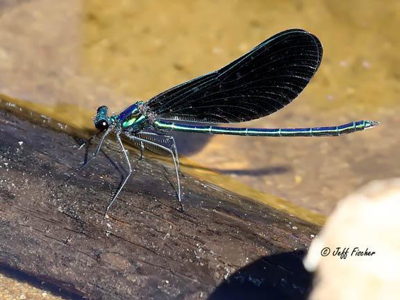 Photo of Ebony Jewelwing