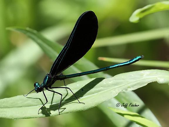 Photo of Ebony Jewelwing
