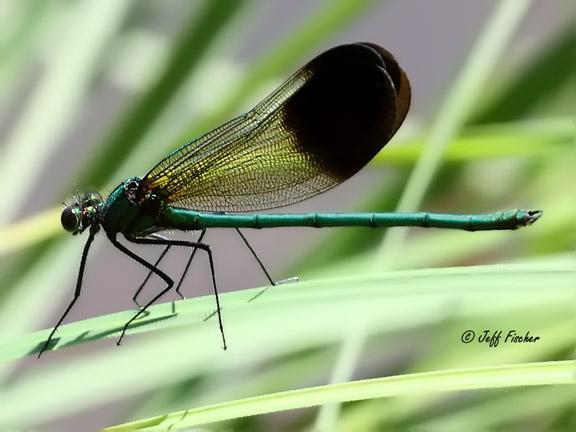 Photo of River Jewelwing