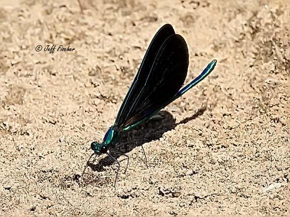 Photo of Ebony Jewelwing