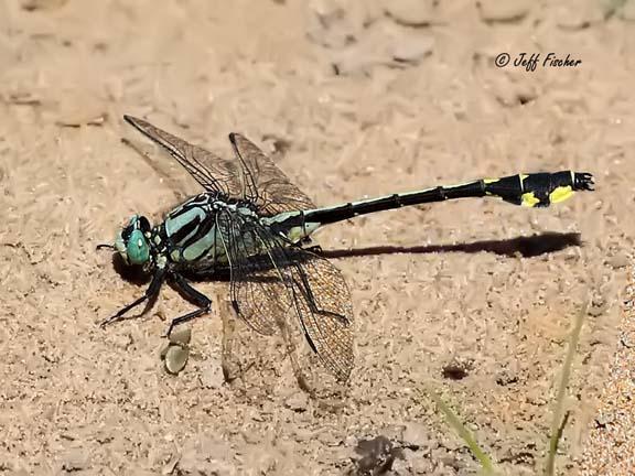 Photo of Midland Clubtail