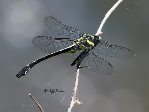 Photo of Dragonhunter