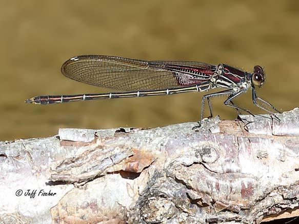 Photo of American Rubyspot