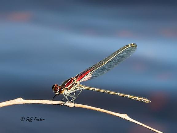 Photo of American Rubyspot