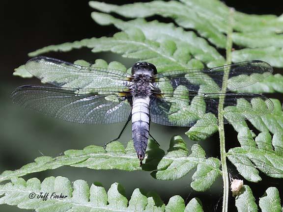 Photo of Chalk-fronted Corporal