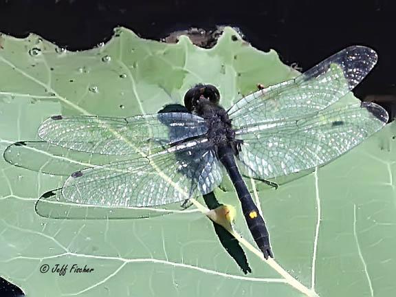 Photo of Dot-tailed Whiteface