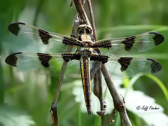 Photo of Twelve-spotted Skimmer