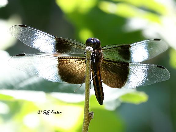 Photo of Widow Skimmer