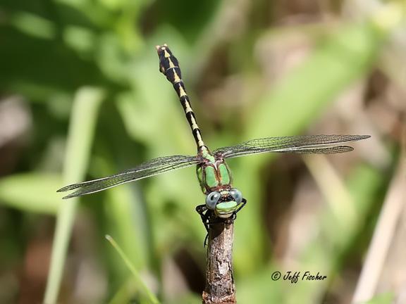 Photo of Sioux Snaketail