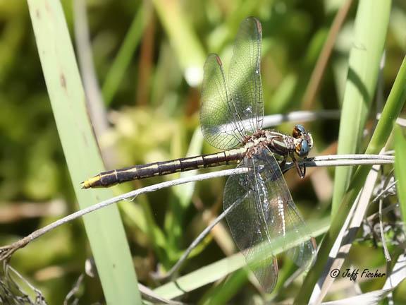 Photo of Lancet Clubtail