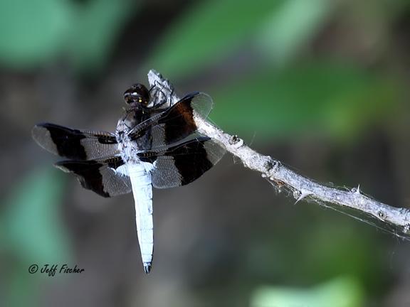 Photo of Common Whitetail