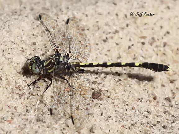 Photo of Common Sanddragon