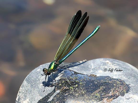 Photo of River Jewelwing
