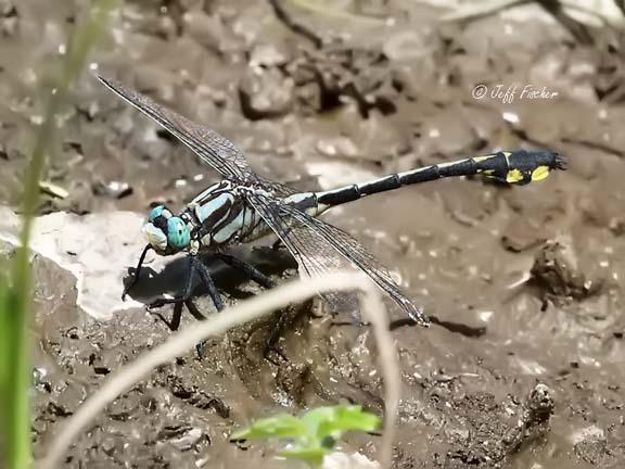 Photo of Midland Clubtail