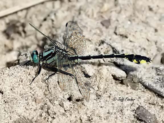 Photo of Midland Clubtail